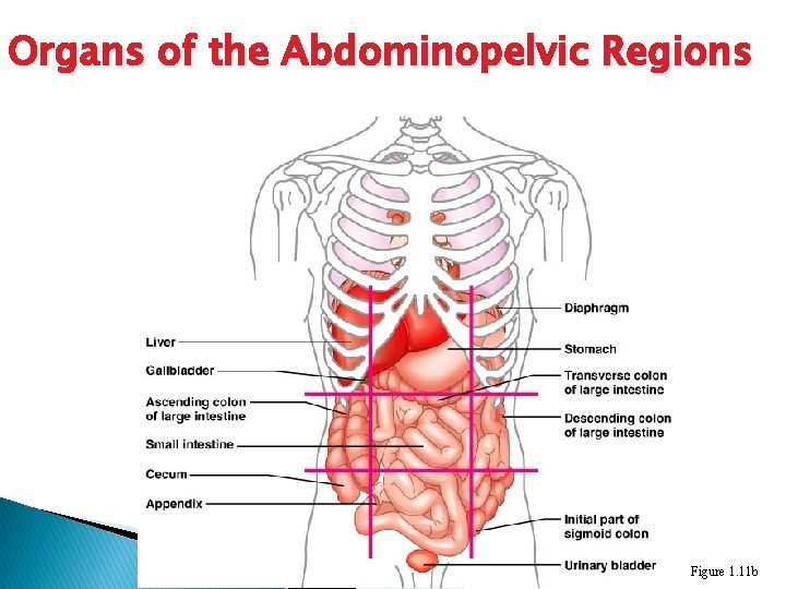 Organs of the Abdominopelvic Regions Figure 1. 11 b 