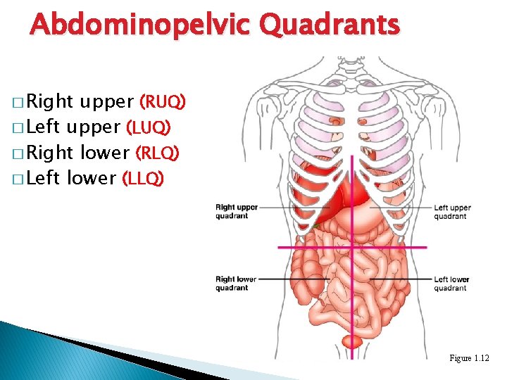 Abdominopelvic Quadrants � Right upper (RUQ) � Left upper (LUQ) � Right lower (RLQ)