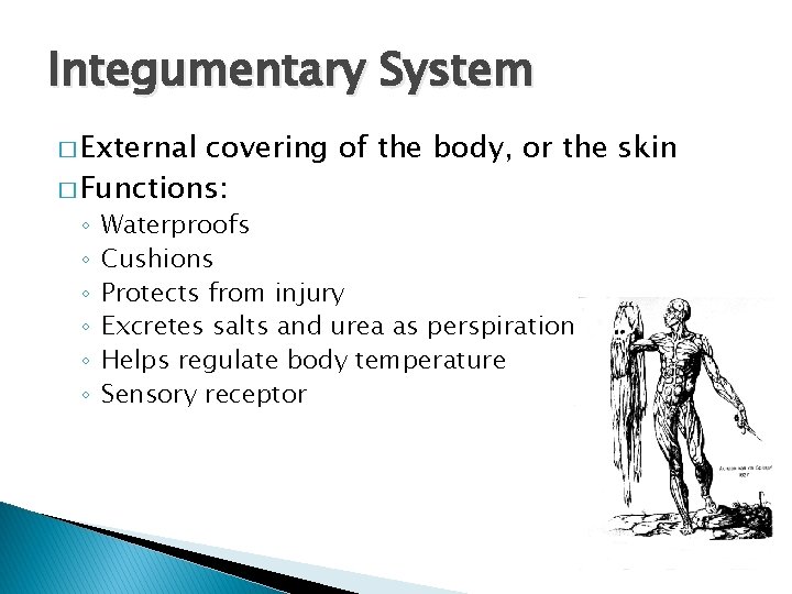 Integumentary System � External covering of the body, or the skin � Functions: ◦