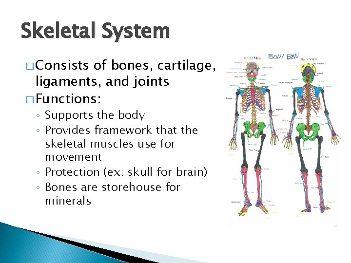 Skeletal System � Consists of bones, cartilage, ligaments, and joints � Functions: ◦ Supports