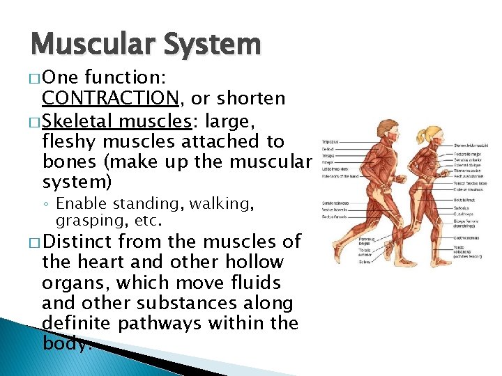 Muscular System � One function: CONTRACTION, or shorten � Skeletal muscles: large, fleshy muscles