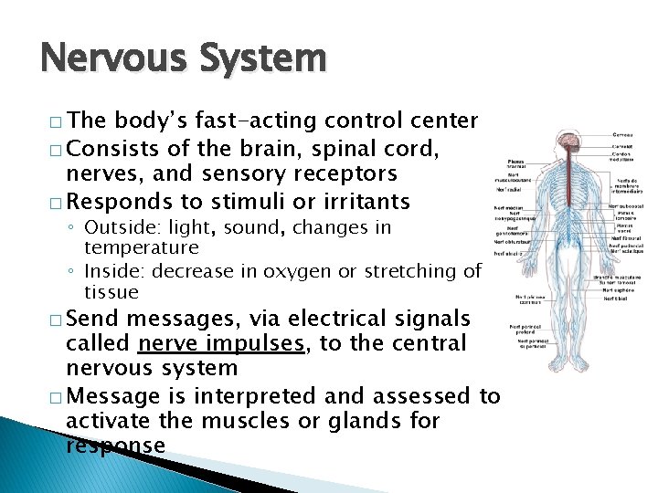 Nervous System � The body’s fast-acting control center � Consists of the brain, spinal