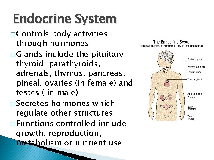 Endocrine System � Controls body activities through hormones � Glands include the pituitary, thyroid,