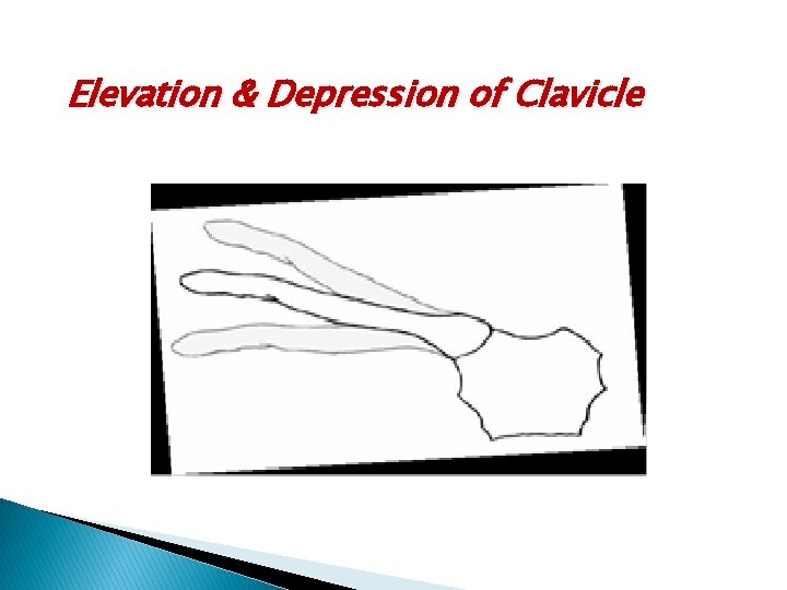 Elevation & Depression of Clavicle 