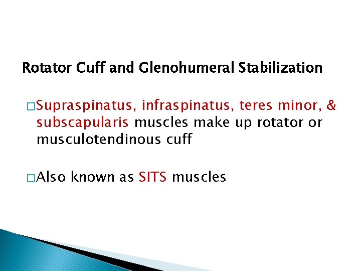 Rotator Cuff and Glenohumeral Stabilization � Supraspinatus, infraspinatus, teres minor, & subscapularis muscles make