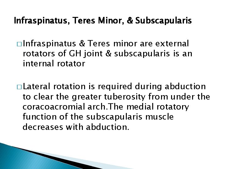 Infraspinatus, Teres Minor, & Subscapularis � Infraspinatus & Teres minor are external rotators of