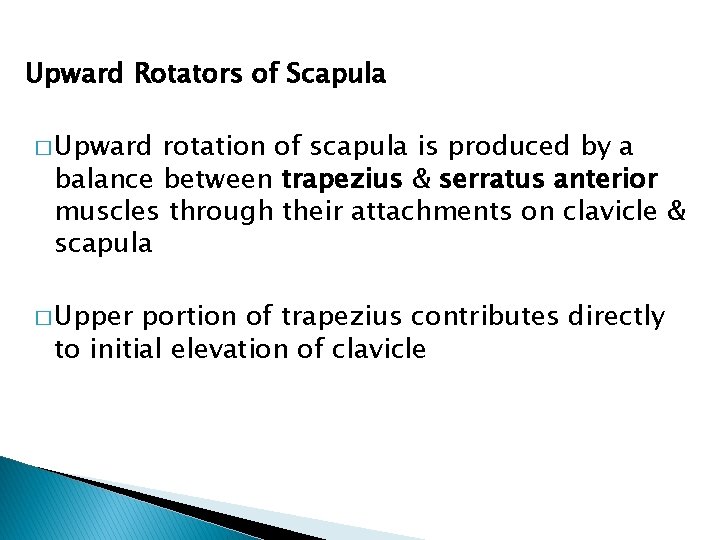 Upward Rotators of Scapula � Upward rotation of scapula is produced by a balance