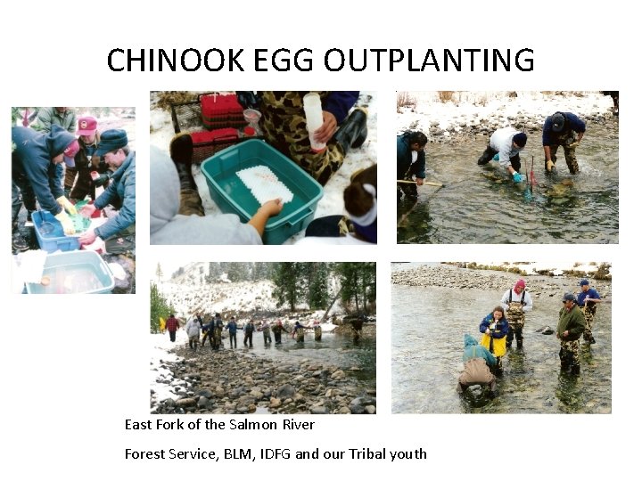 CHINOOK EGG OUTPLANTING East Fork of the Salmon River Forest Service, BLM, IDFG and