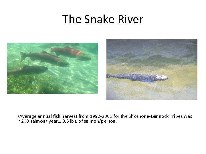 The Snake River • Average annual fish harvest from 1992 -2006 for the Shoshone-Bannock