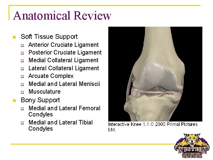 Anatomical Review n Soft Tissue Support q q q q n Anterior Cruciate Ligament