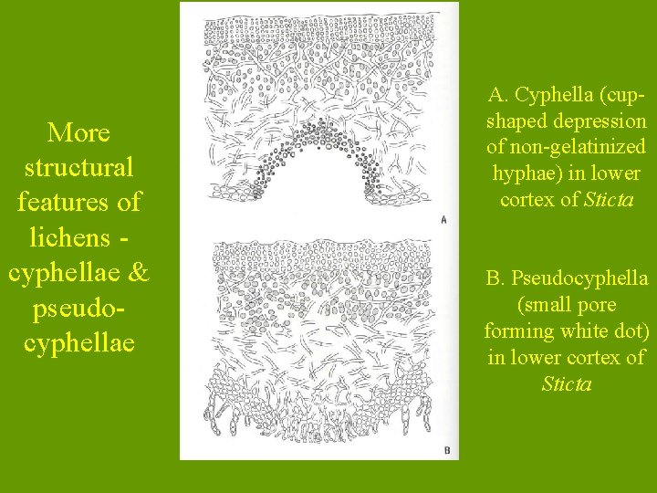 More structural features of lichens cyphellae & pseudocyphellae A. Cyphella (cupshaped depression of non-gelatinized