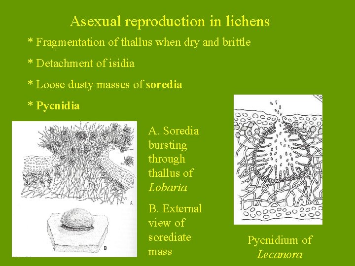 Asexual reproduction in lichens * Fragmentation of thallus when dry and brittle * Detachment