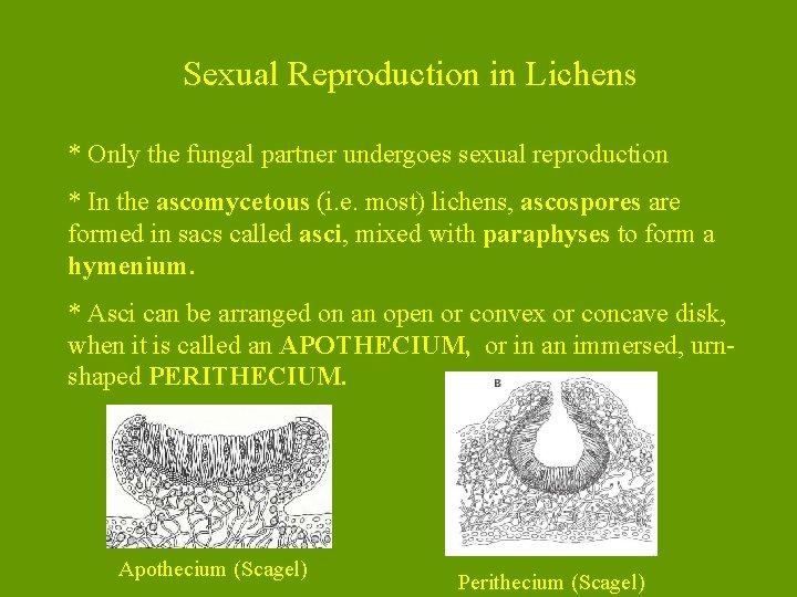 Sexual Reproduction in Lichens * Only the fungal partner undergoes sexual reproduction * In