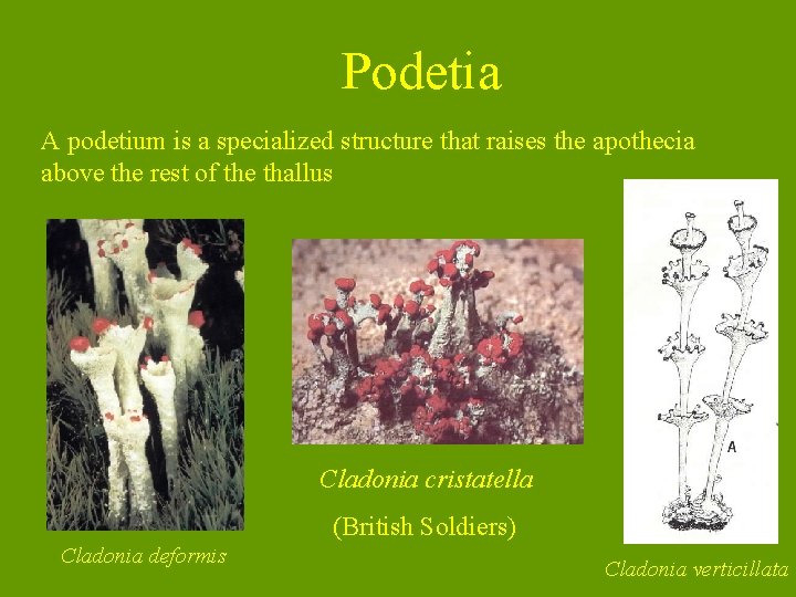 Podetia A podetium is a specialized structure that raises the apothecia above the rest