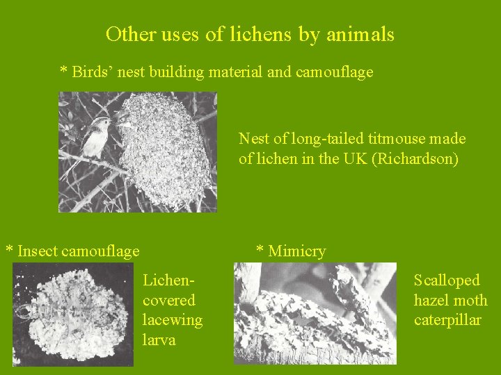 Other uses of lichens by animals * Birds’ nest building material and camouflage Nest
