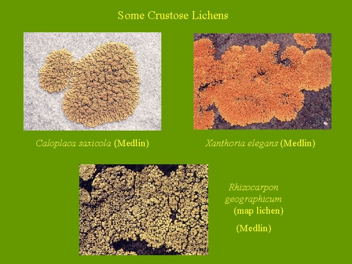Some Crustose Lichens Caloplaca saxicola (Medlin) Xanthoria elegans (Medlin) Rhizocarpon geographicum (map lichen) (Medlin)