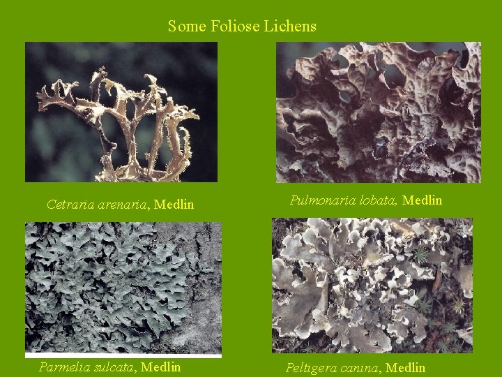 Some Foliose Lichens Cetraria arenaria, Medlin Parmelia sulcata, Medlin Pulmonaria lobata, Medlin Peltigera canina,