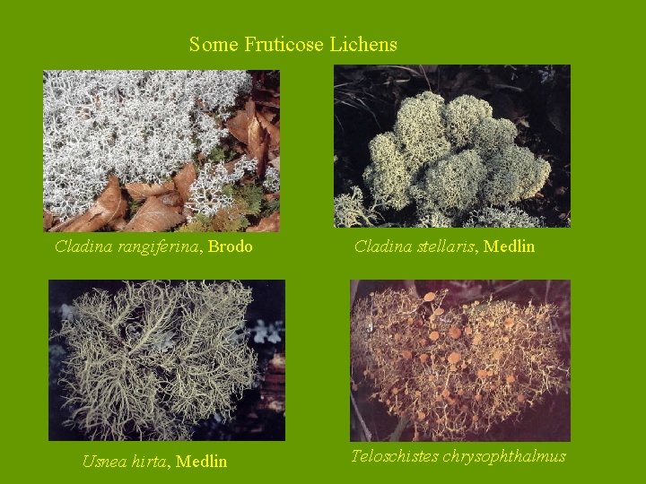 Some Fruticose Lichens Cladina rangiferina, Brodo Usnea hirta, Medlin Cladina stellaris, Medlin Teloschistes chrysophthalmus