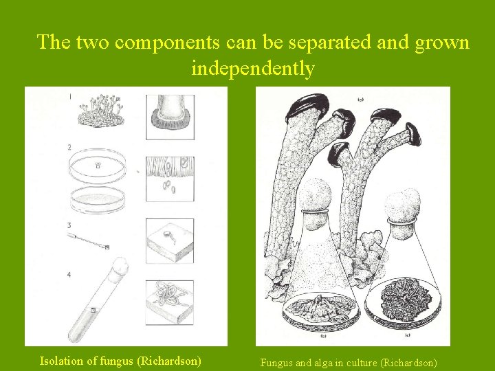 The two components can be separated and grown independently Isolation of fungus (Richardson) Fungus