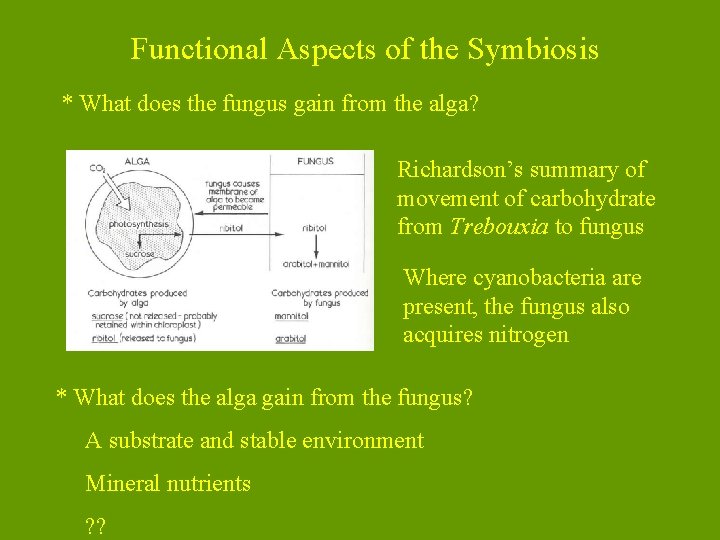 Functional Aspects of the Symbiosis * What does the fungus gain from the alga?