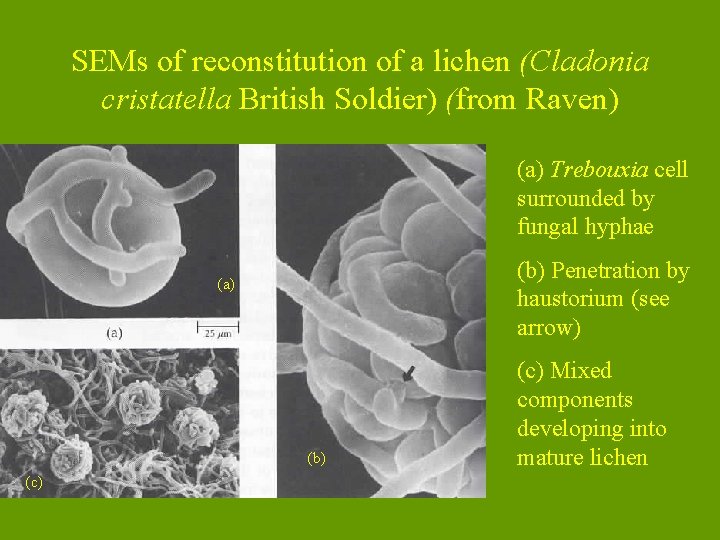 SEMs of reconstitution of a lichen (Cladonia cristatella British Soldier) (from Raven) (a) Trebouxia