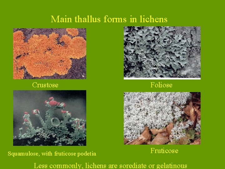 Main thallus forms in lichens Crustose Squamulose, with fruticose podetia Foliose Fruticose Less commonly,