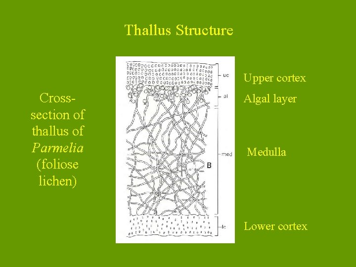 Thallus Structure Upper cortex Crosssection of thallus of Parmelia (foliose lichen) Algal layer Medulla