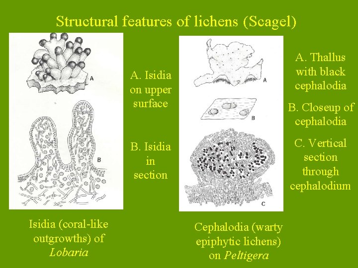 Structural features of lichens (Scagel) A. Thallus with black cephalodia A. Isidia on upper