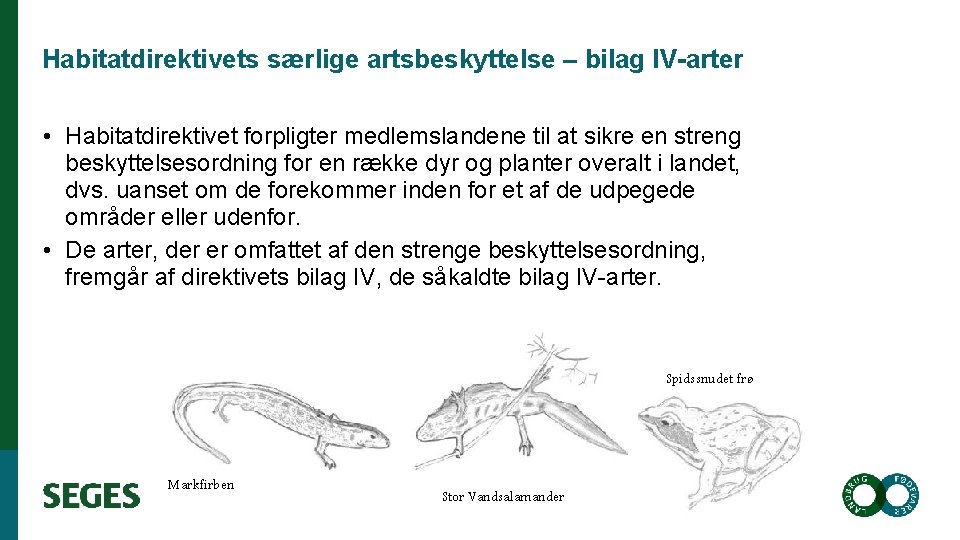 Habitatdirektivets særlige artsbeskyttelse – bilag IV-arter • Habitatdirektivet forpligter medlemslandene til at sikre en