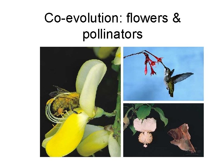Co-evolution: flowers & pollinators 
