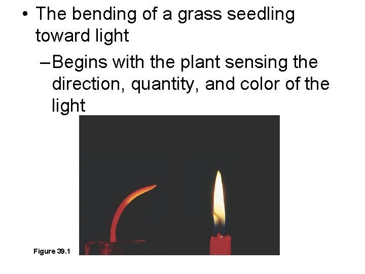  • The bending of a grass seedling toward light – Begins with the