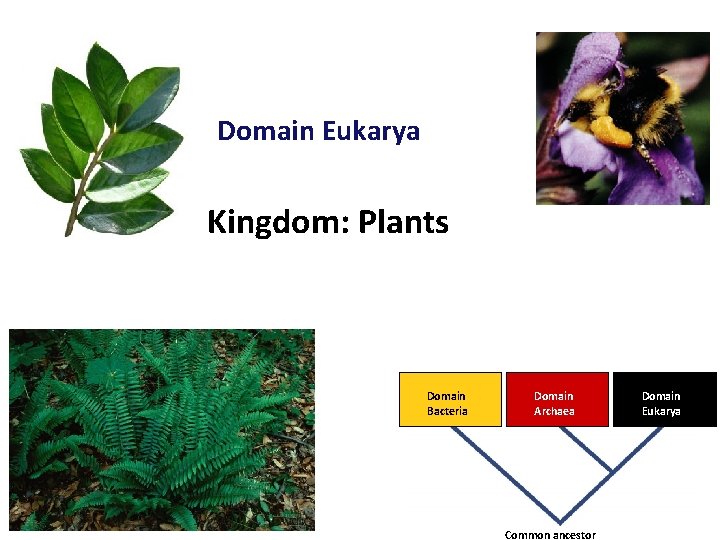 Domain Eukarya Kingdom: Plants Domain Bacteria Domain Archaea 2007 -2008 Common ancestor Domain Eukarya