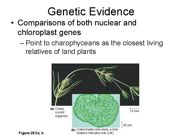 Genetic Evidence • Comparisons of both nuclear and chloroplast genes – Point to charophyceans