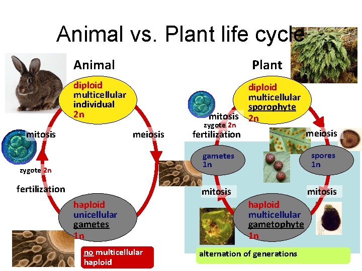 Animal vs. Plant life cycle Animal Plant diploid multicellular individual 2 n mitosis diploid