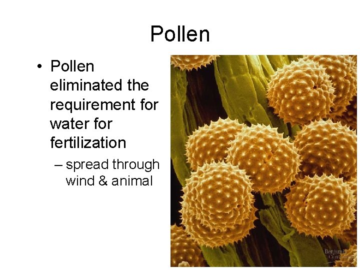 Pollen • Pollen eliminated the requirement for water for fertilization – spread through wind