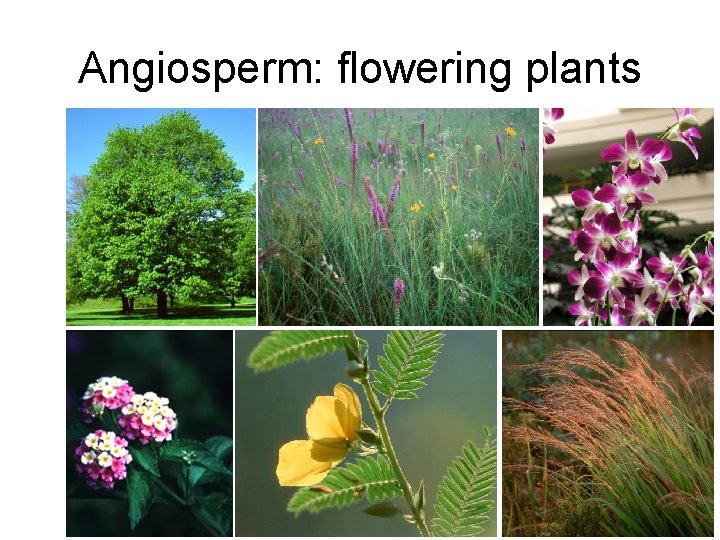 Angiosperm: flowering plants 