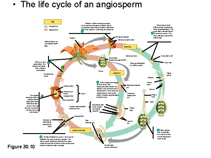  • The life cycle of an angiosperm Key Anthers contain microsporangia. Each microsporangium