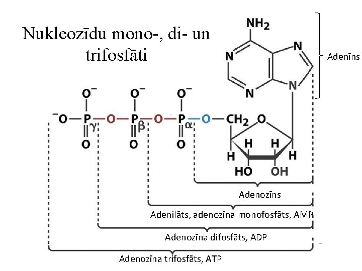 Nukleozīdu mono-, di- un trifosfāti Adenīns Adenozīns Adenilāts, adenozīna monofosfāts, AMP Adenozīna difosfāts, ADP