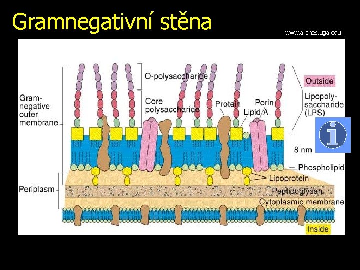 Gramnegativní stěna www. arches. uga. edu 