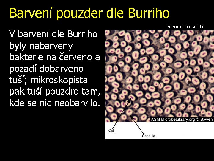 Barvení pouzder dle Burriho V barvení dle Burriho byly nabarveny bakterie na červeno a