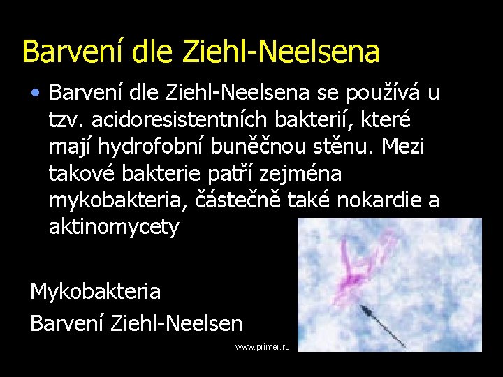 Barvení dle Ziehl-Neelsena • Barvení dle Ziehl-Neelsena se používá u tzv. acidoresistentních bakterií, které