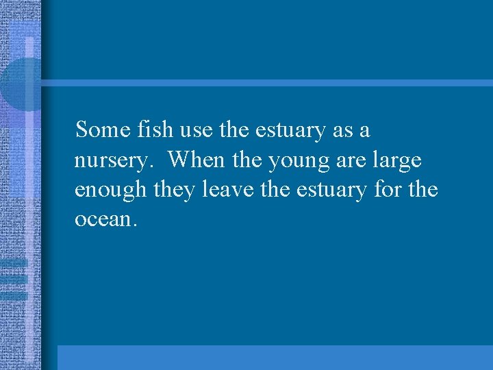 Some fish use the estuary as a nursery. When the young are large enough