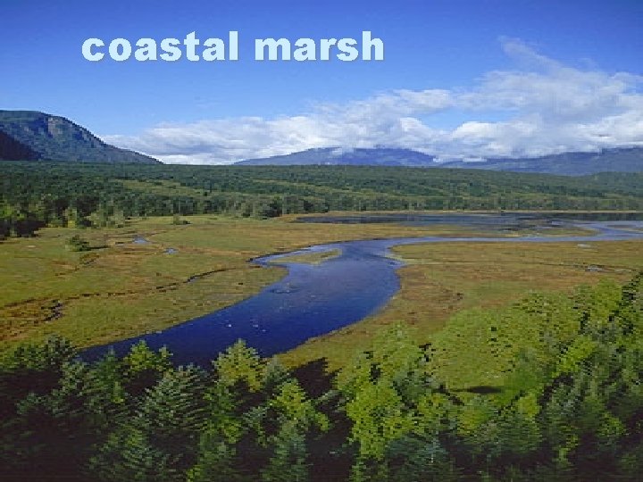 coastal marsh 