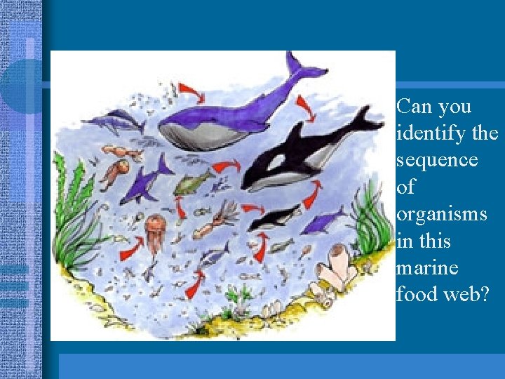Can you identify the sequence of organisms in this marine food web? 
