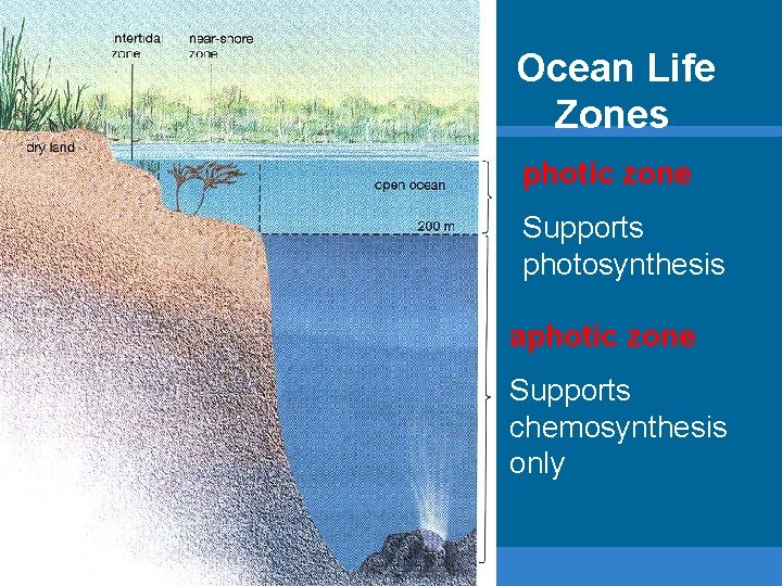 Ocean Life Zones photic zone Supports photosynthesis aphotic zone Supports chemosynthesis only 