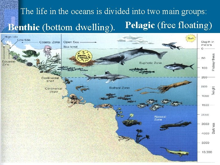 The life in the oceans is divided into two main groups: Benthic (bottom dwelling).