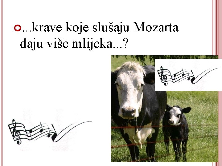 . . . krave koje slušaju Mozarta daju više mlijeka. . . ? 