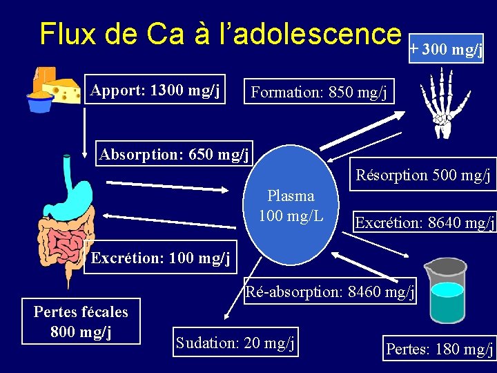 Flux de Ca à l’adolescence + 300 mg/j Apport: 1300 mg/j Formation: 850 mg/j