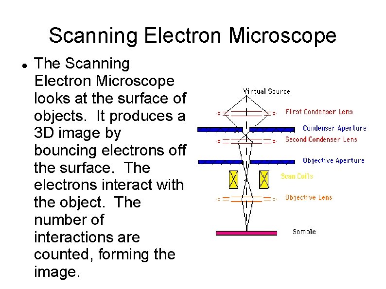 Scanning Electron Microscope The Scanning Electron Microscope looks at the surface of objects. It