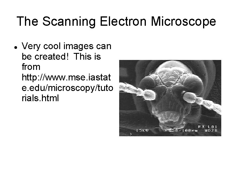 The Scanning Electron Microscope Very cool images can be created! This is from http: